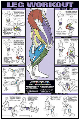 Legs Workout Wall Chart Professional Fitness Training Gym 24x36 Poster