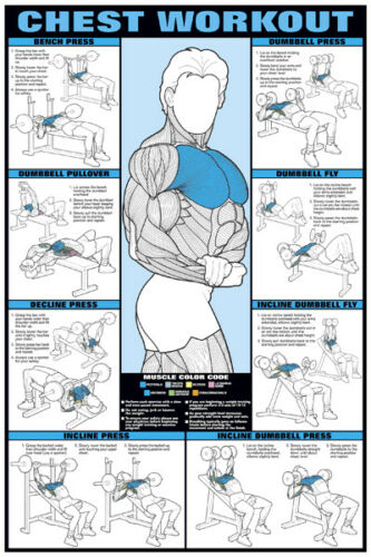 Chest Workout Wall Chart Professional Bodybuilding Fitness Gym 24x36 Poster