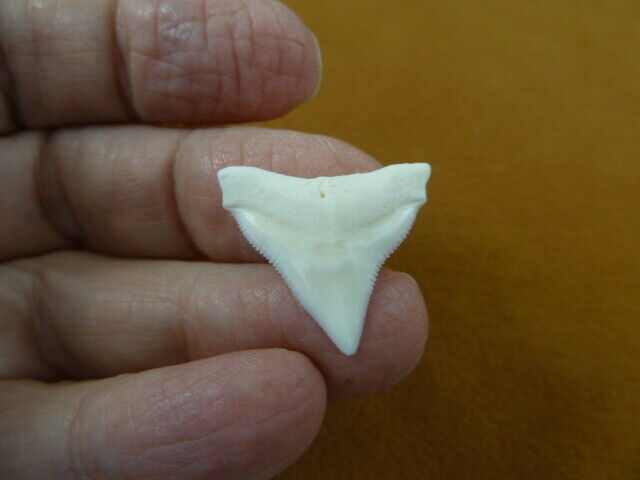 (s930-73-42) 7/8" Modern Bull Shark White Sharks Tooth Silver Or Gold Pendant