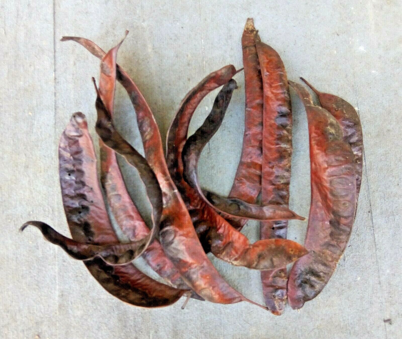 10 Locust Tree Seed Pods Long Red Brown Black Crafts Wedding Fall Rustic Decor