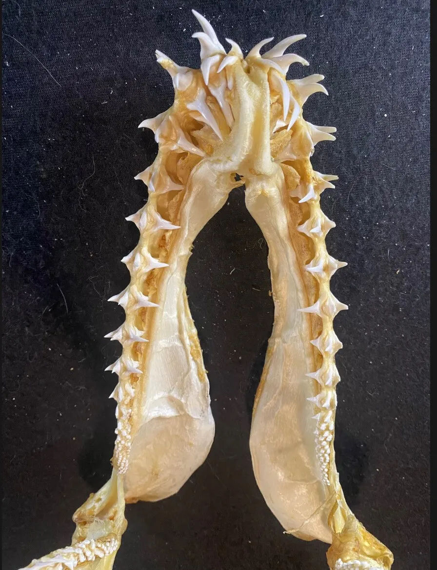 Goblin Shark Jaw 34 X 34 Cm “m.owstoni” “ultra Rare”,taxidermy Tooth Teeth