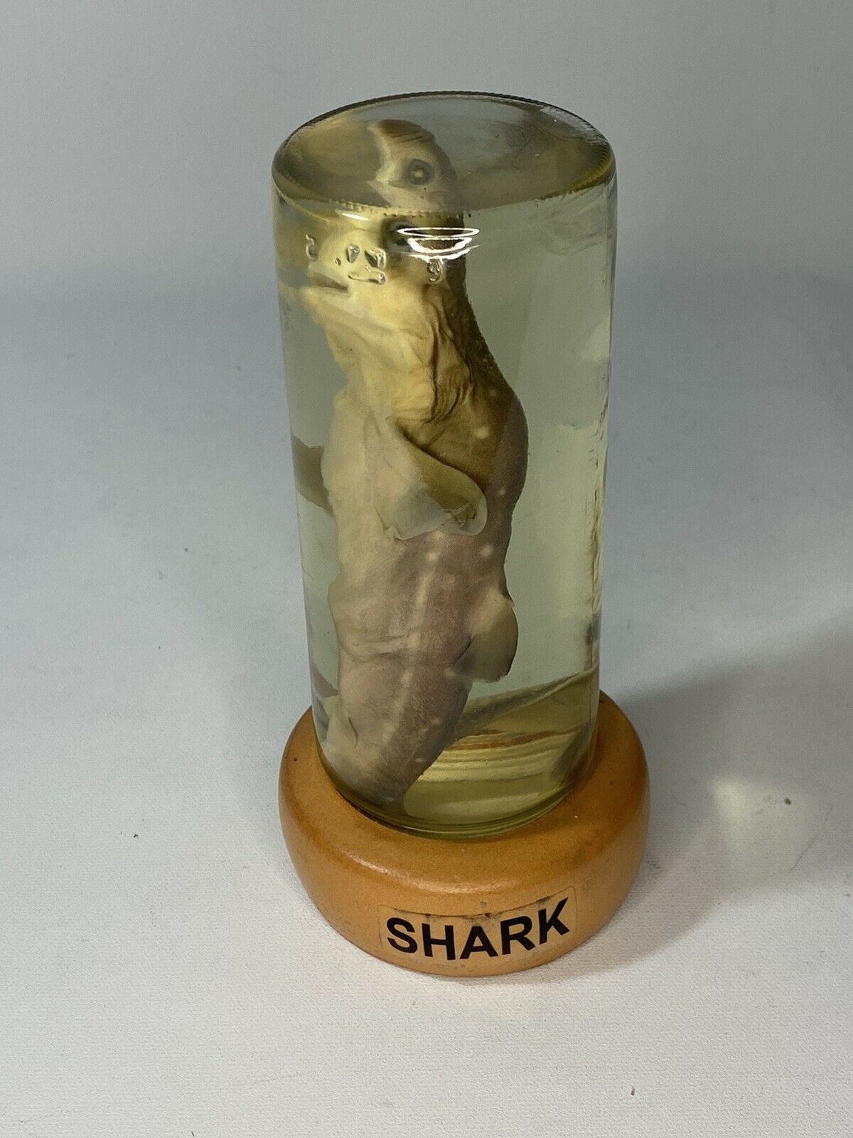 Shark In A Jar Preserved In Liquid Animal Baby Shark  Large