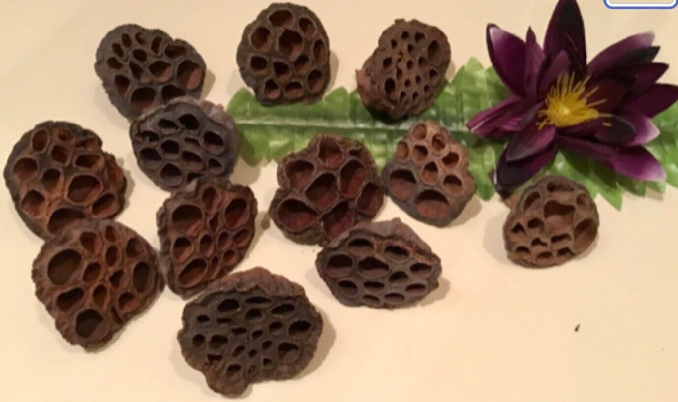 Lotus Pods 15pc Dried Decor Floral Crafts Potpourris Hawaii Bobs