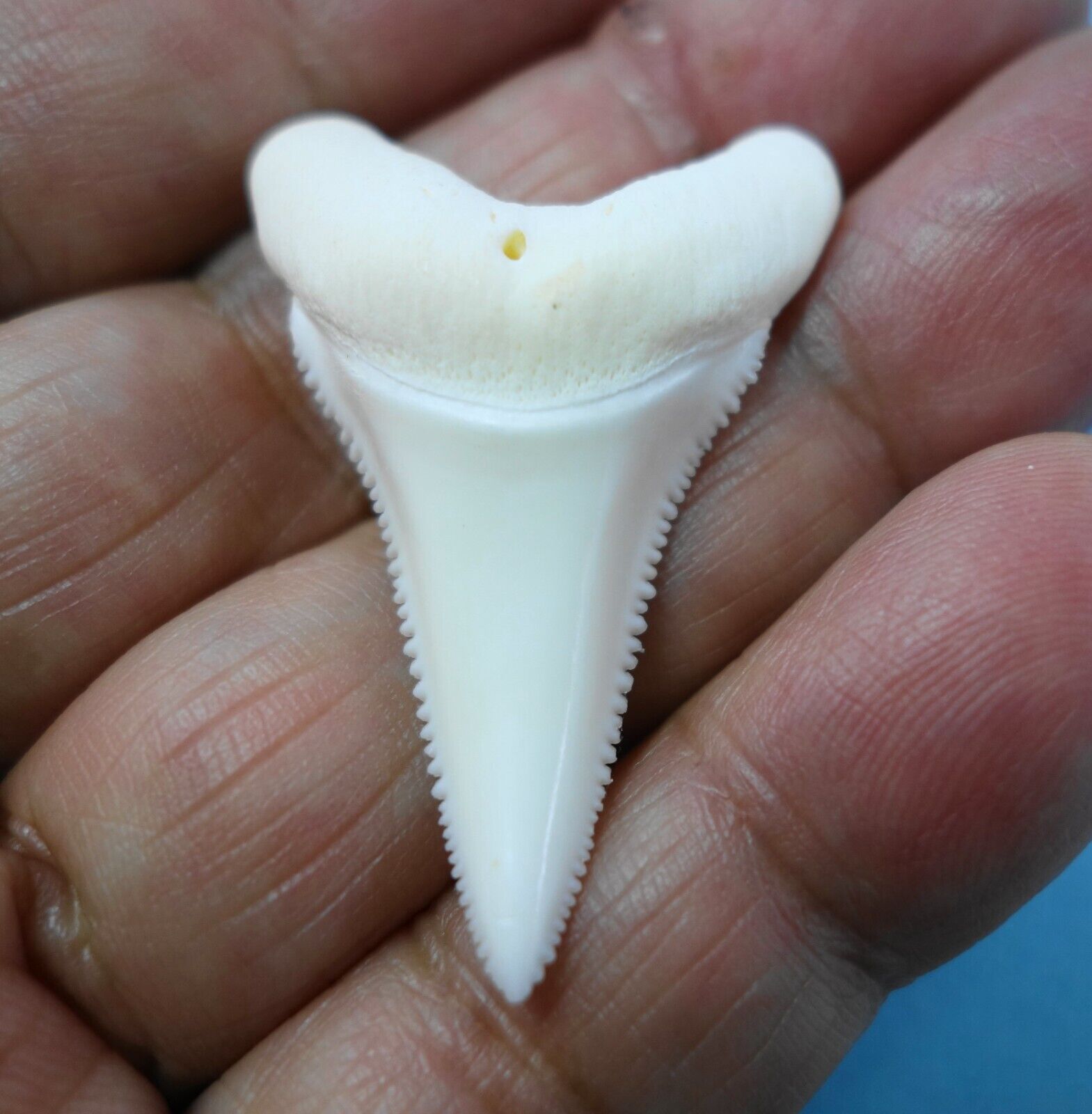 Gw185.2  1-5/8" Rare Great White Shark Tooth Taxidermy Sea Life Collectable