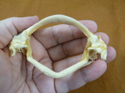 (sj25-2) Rare 3-1/4" Brazilian Guitarfish Shark Jaw Teeth Rhinobatos Horkelii