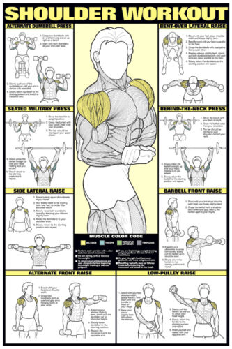 Shoulder Workout Wall Chart Professional Training Fitness Gym 24x36 Poster
