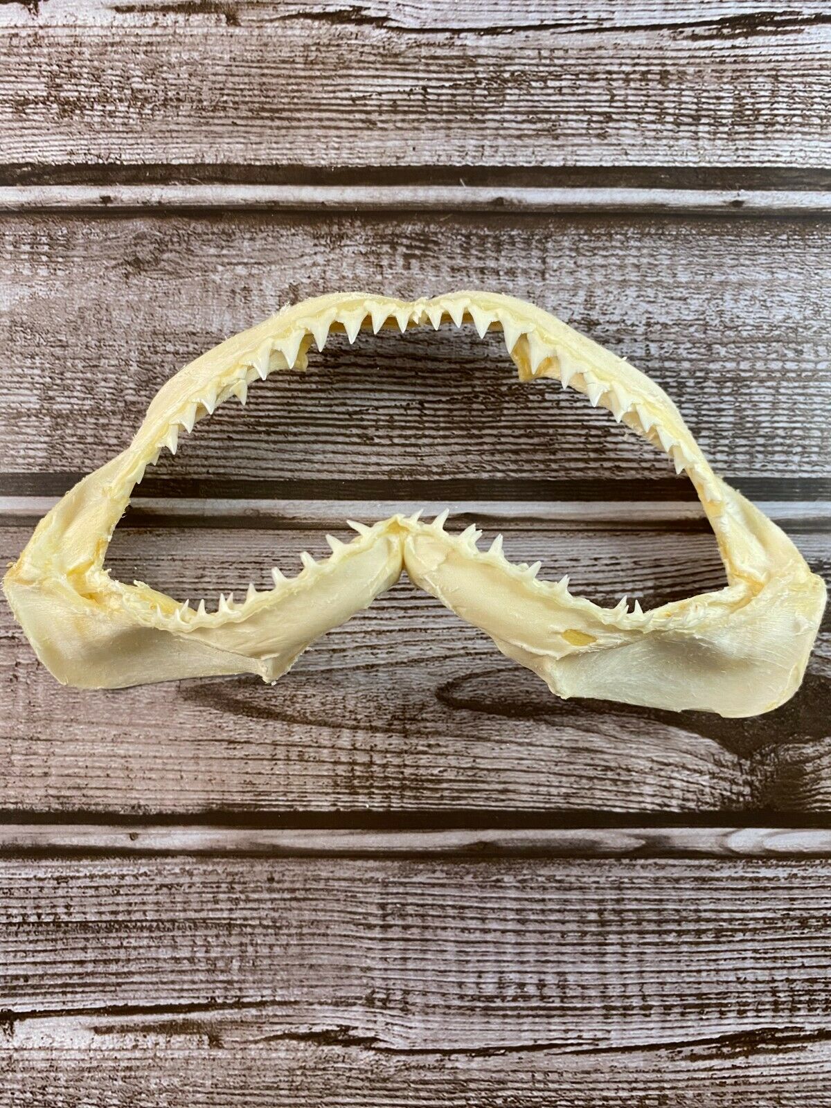 6" Grey Reef Shark Jaw - Carcharhinus Amblyrhynchos Real Authentic Shark Jaw