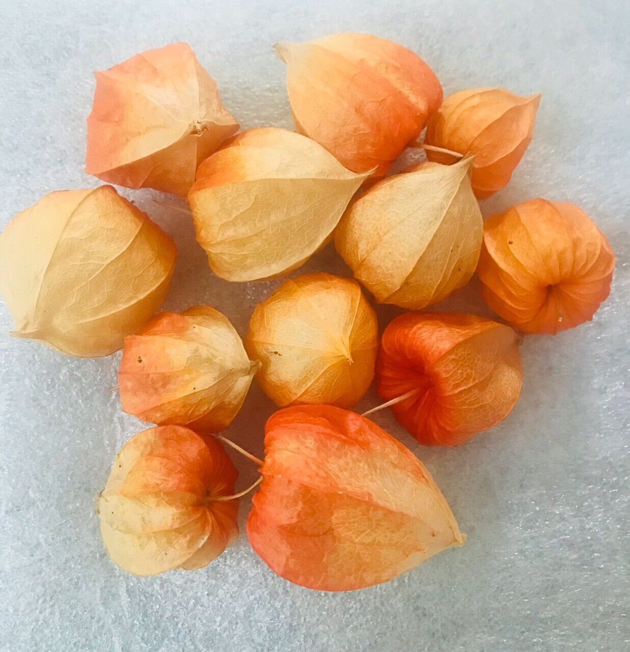 12 Chinese Lantern Physalis Alkekengi Fading Orange Dried Seed Pods 1 7/8" X 2"