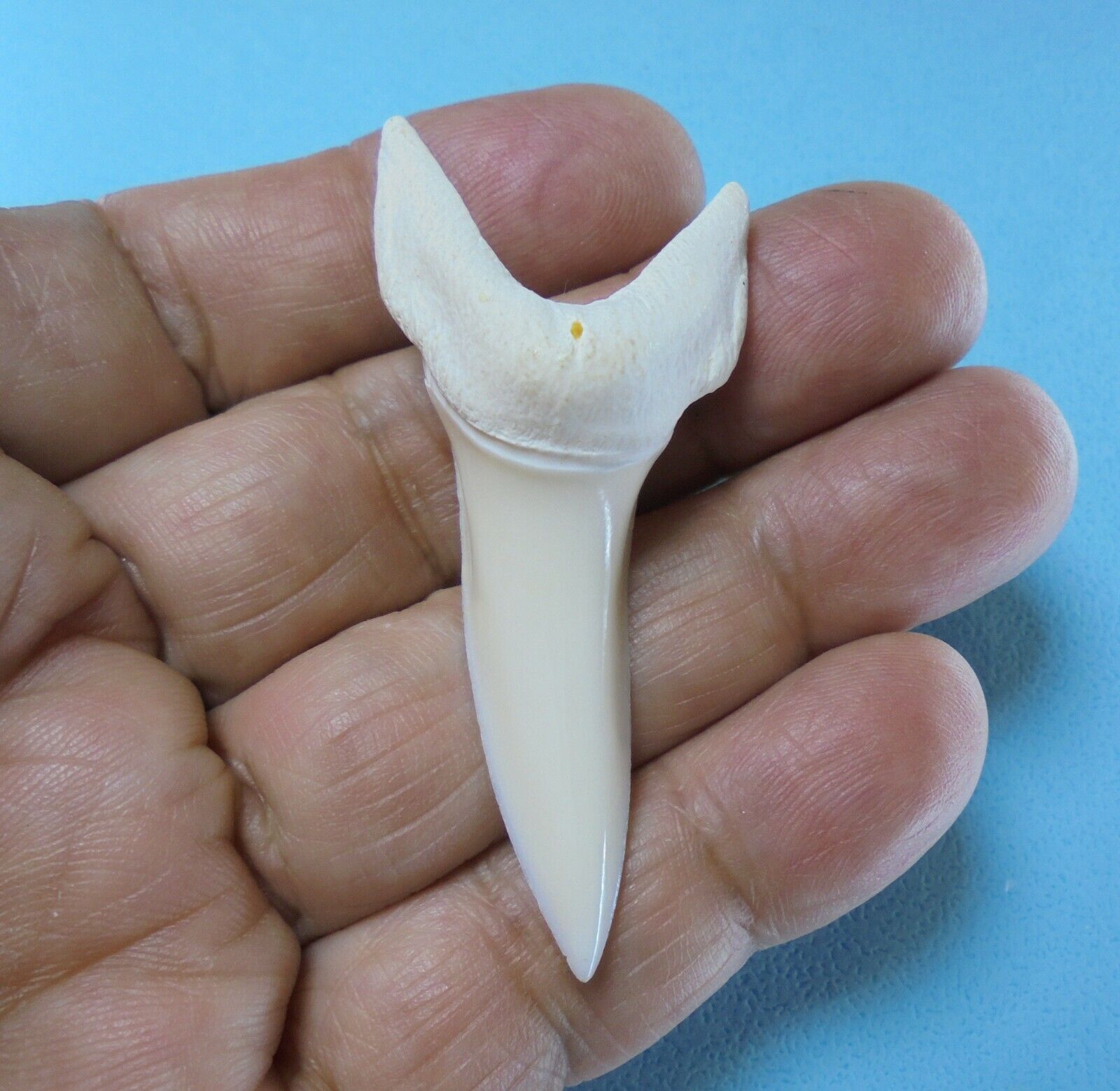 Ms 2-7/16" #4  Extreme Large  Mako Shark Tooth Taxidermy Sea Life Collectable