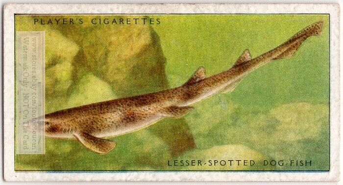 Lesser Spotted Dog Fish Shark Scyliorhinus Canicula 1930s Trade Ad Card